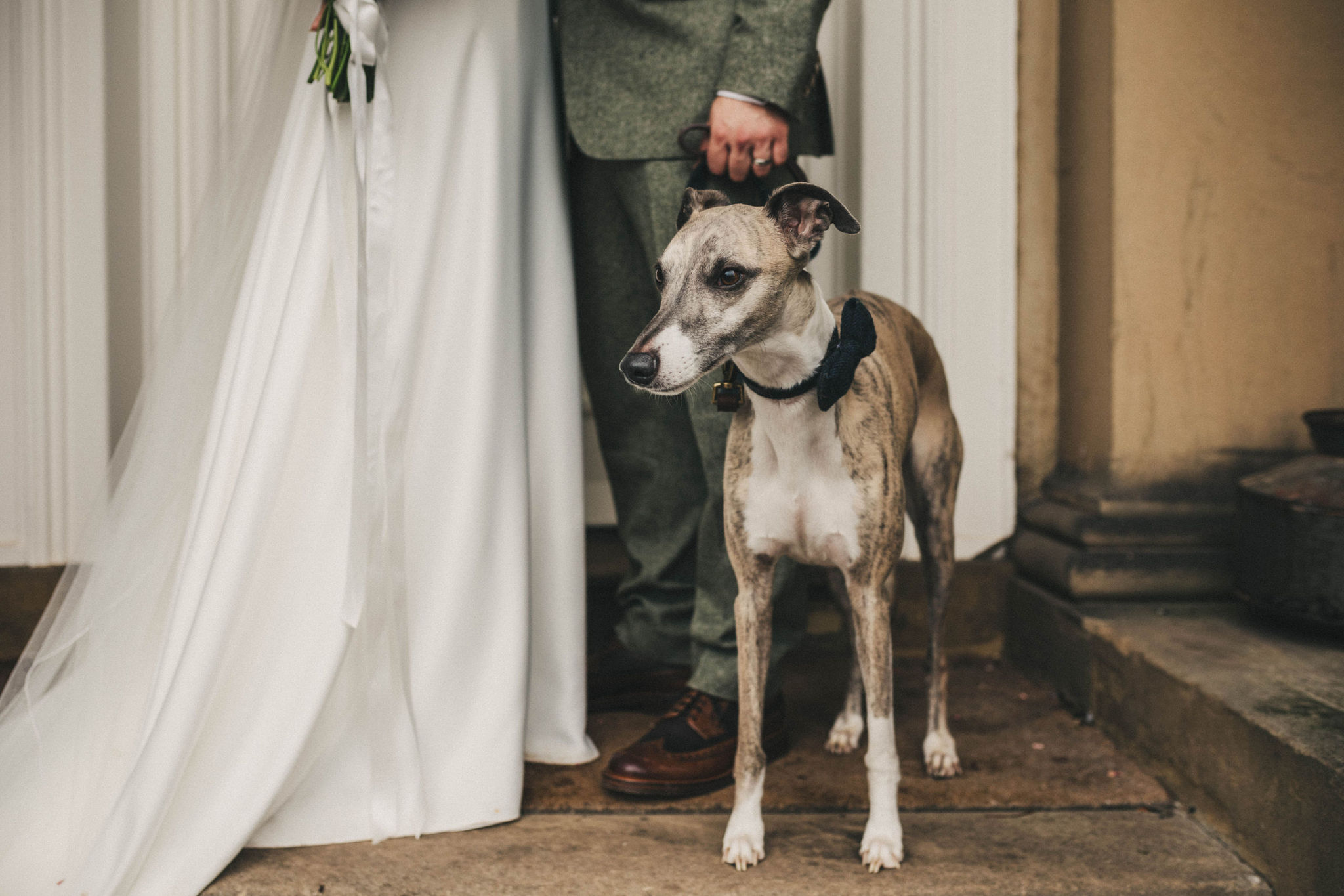 A grey whippet with white paws and a white bib stands next to a bride and groom