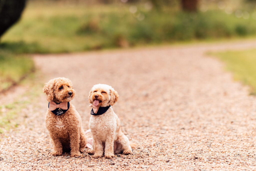 Two terrier dogs with pale caramel toned fur pose sitting down with floral collars at a wedding
