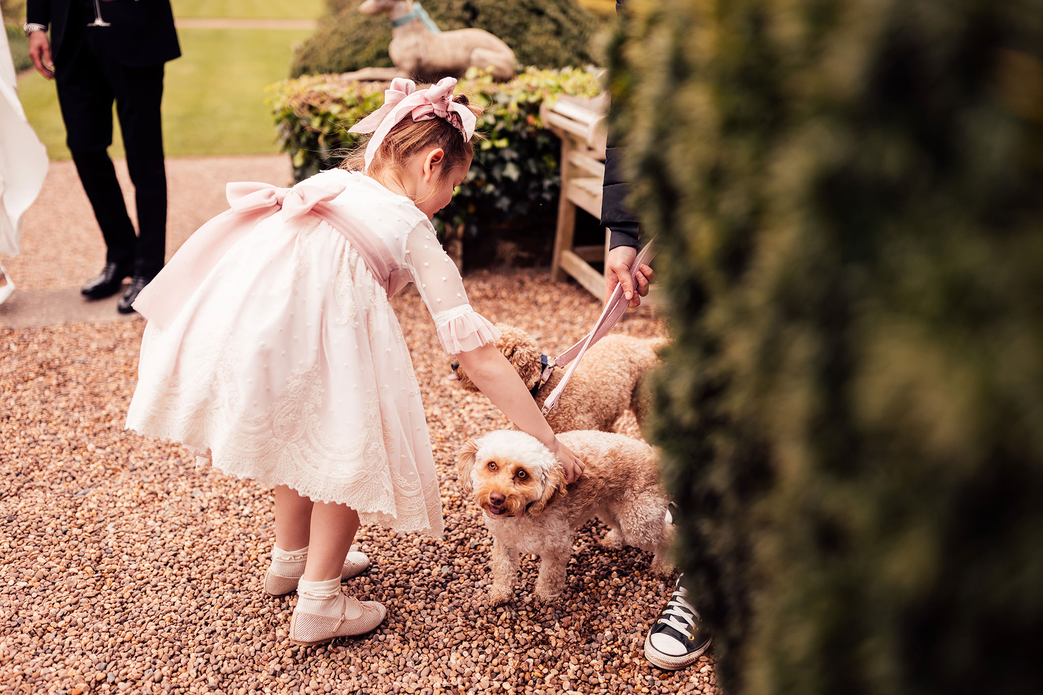 A little girl wearing a traditional pink bridesmaid dress pets two terrier dogs