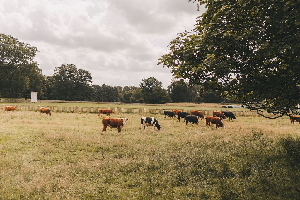An image of friesian cows and jersey cows grazing in a field of grass surrounded by oak trees in late Summer