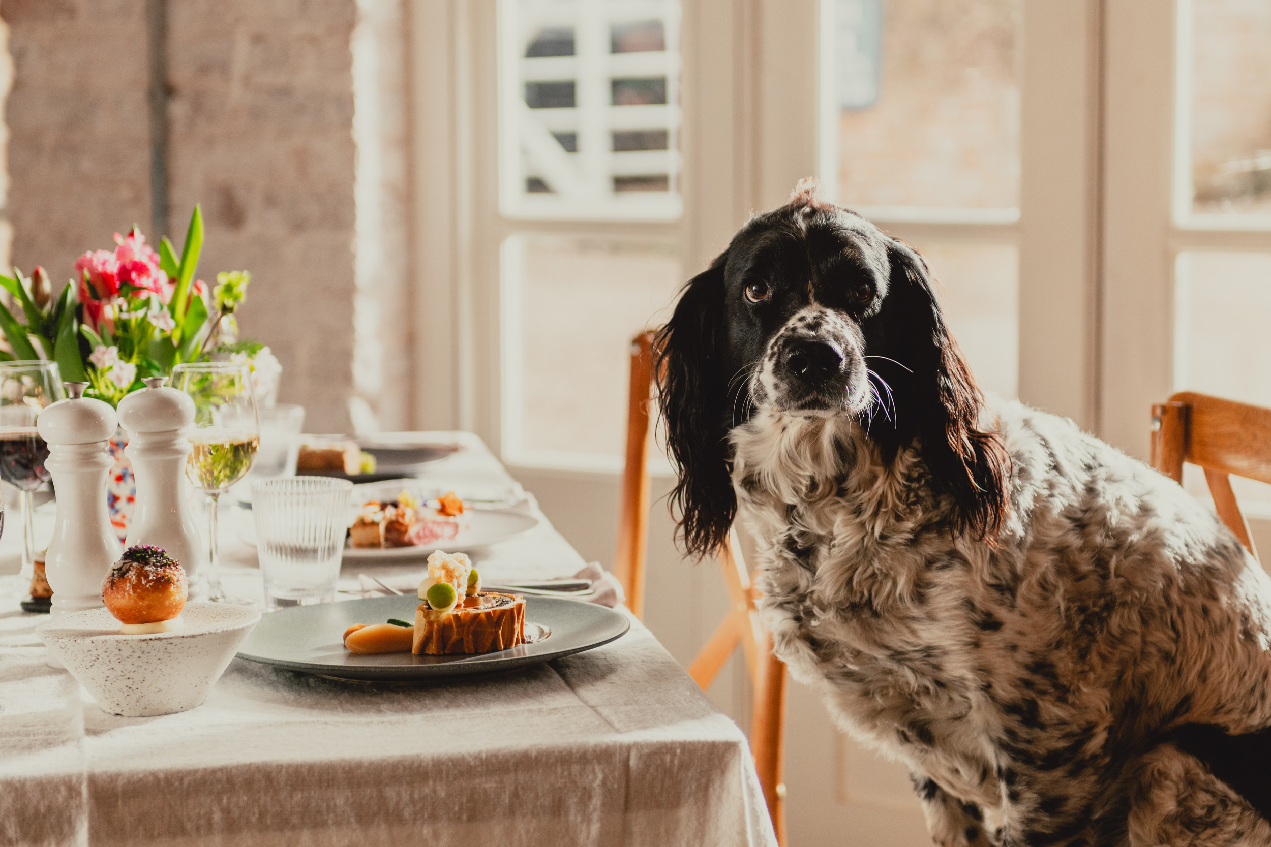 A springer spaniel sits on a chair looking longingly at a plate of food containing a roast dinner