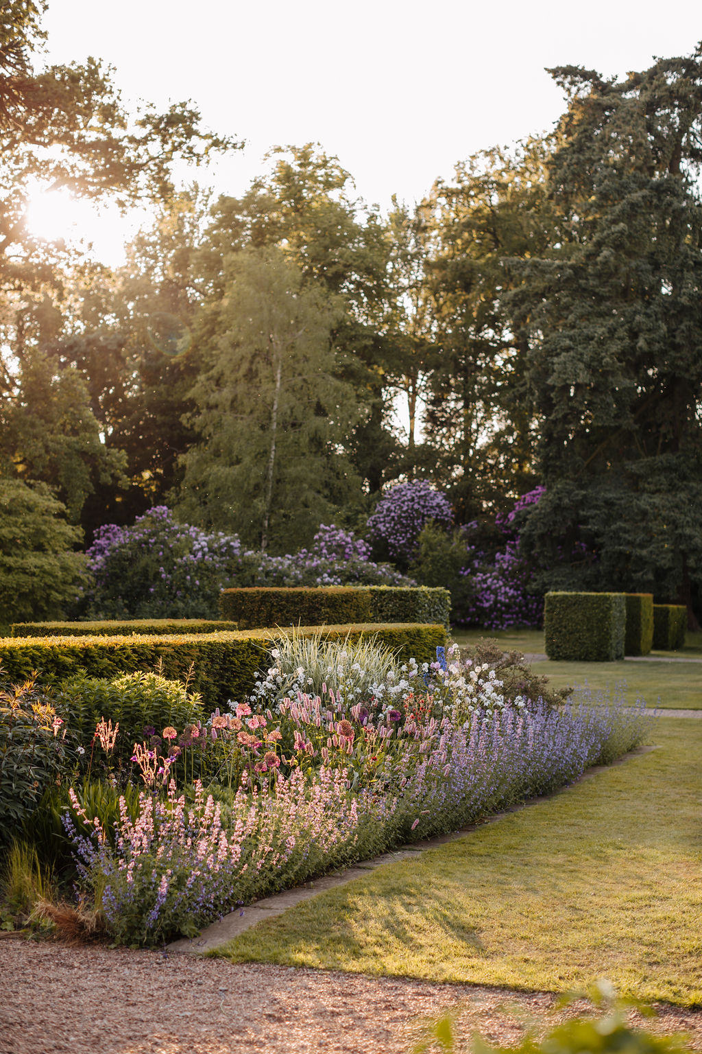 A view of an established garden bed with catmint and nemesia in the foreground with established yew hedges and evergreen mature trees in the background with the late summer sunlight pouring through the trees