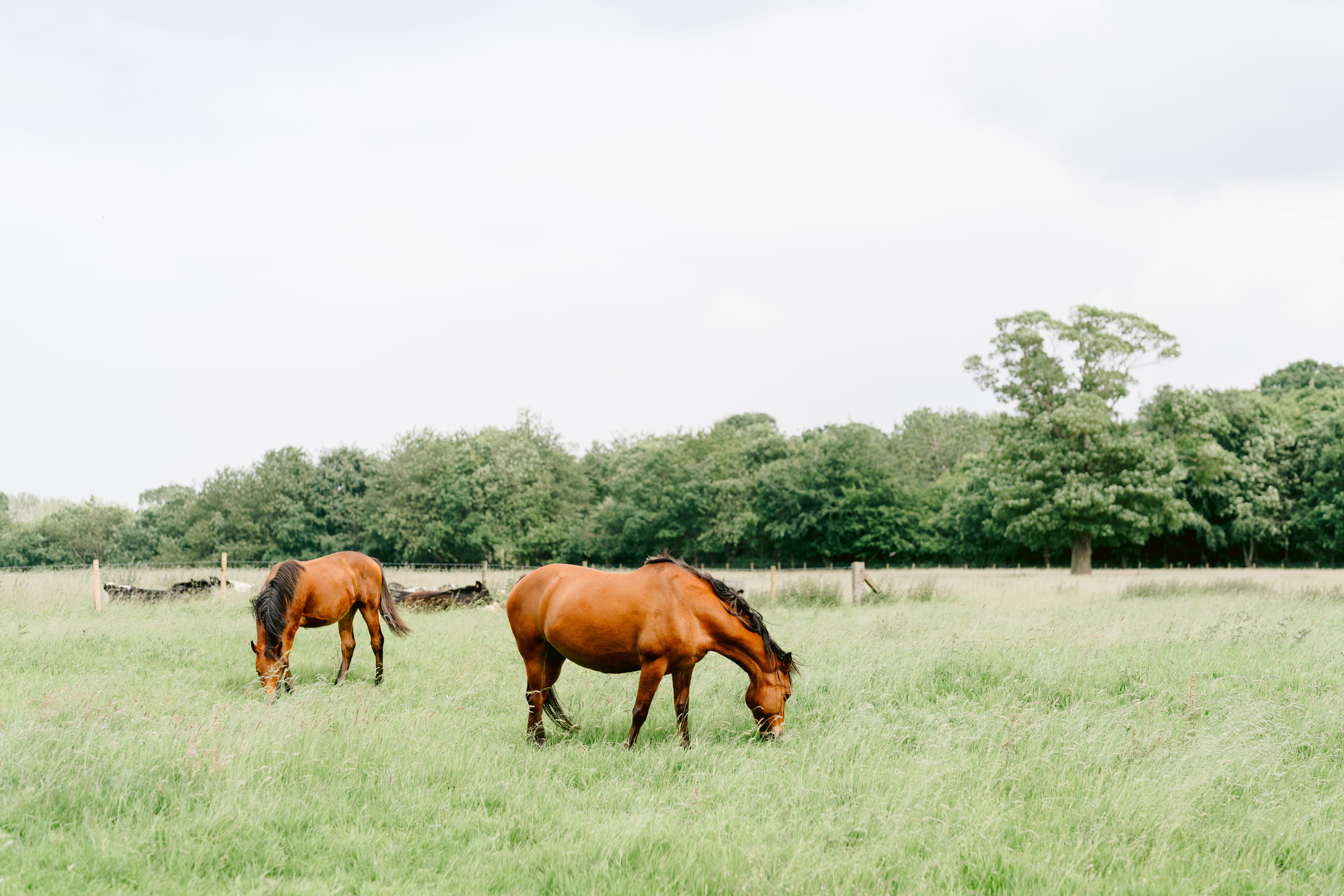 Check out this Bridgerton Wedding Venue - Iscoyd Park - for your very own Regency inspired wedding by Tobiah Tayo Photography