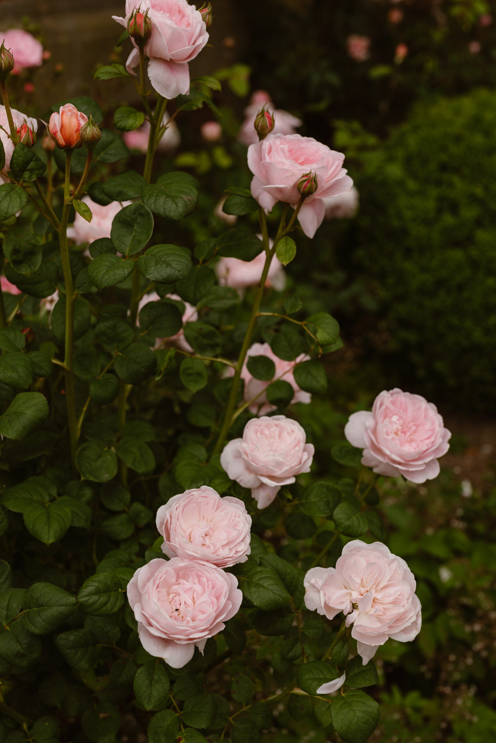 Soft peach meadow inspired Summer wedding at Iscoyd Park by Agnes Black Photography.