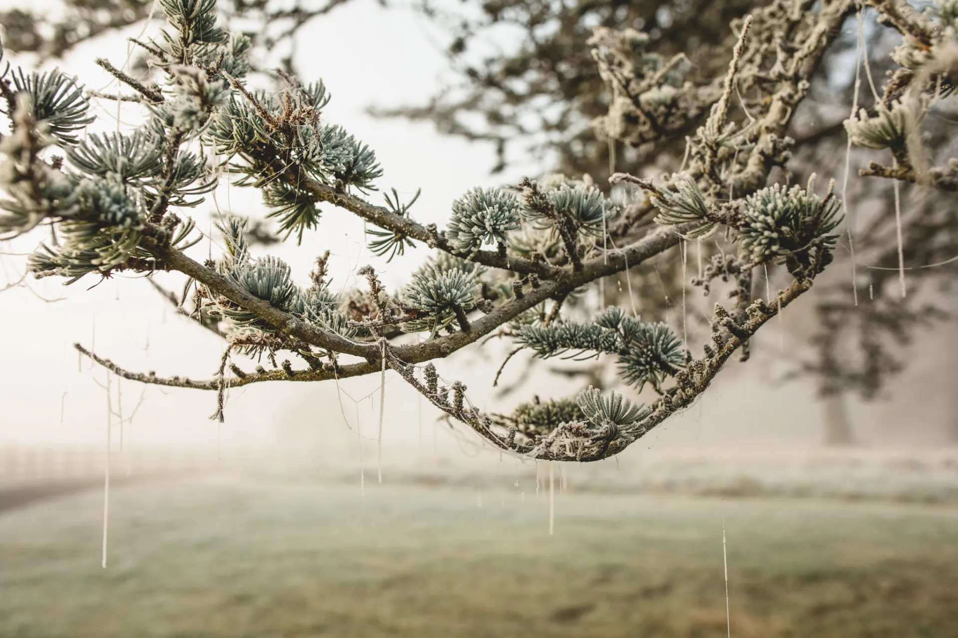 Looking for Winter Wedding inspiration. We show you how to create a Winter Wonderland Wedding at luxury venue Iscoyd Park.